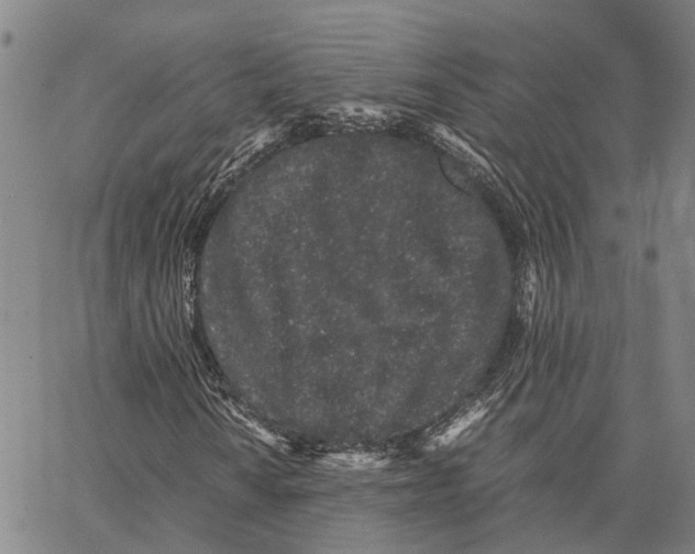 X0000062881010200602101711