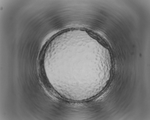 X0000062881030200602101711