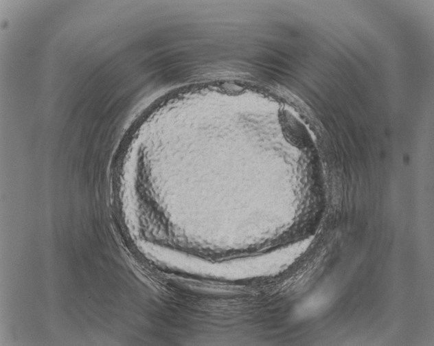 X0000062881031200602101711