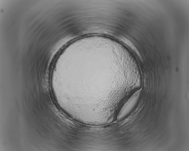 X0000062881068200602101711