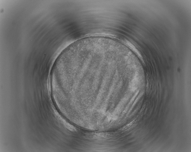 X0000062881084200602101710