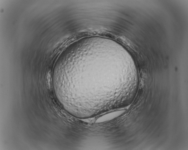 X0000062881110200602101709