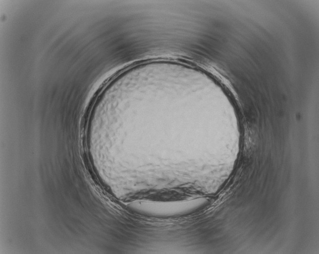 X0000062881124200602101710