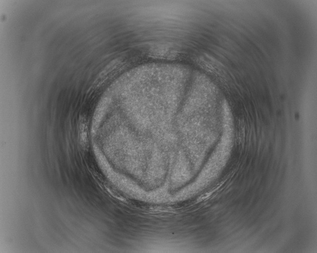 X0000062881154200602101709