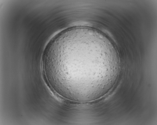 X0000062891125200601131010