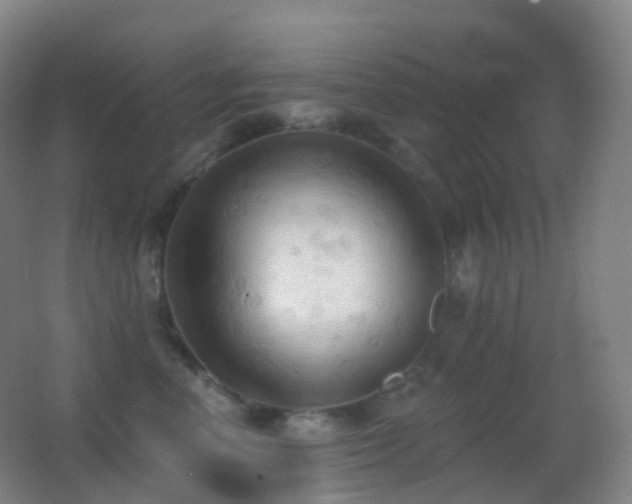 X0000062890666200601131336