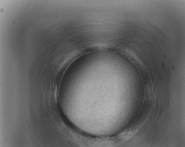 X0000062890024200601171525