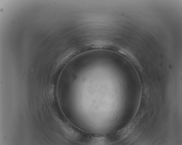 X0000062890066200601171524