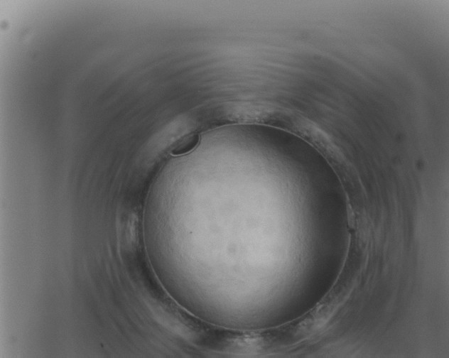 X0000062890071200601171524