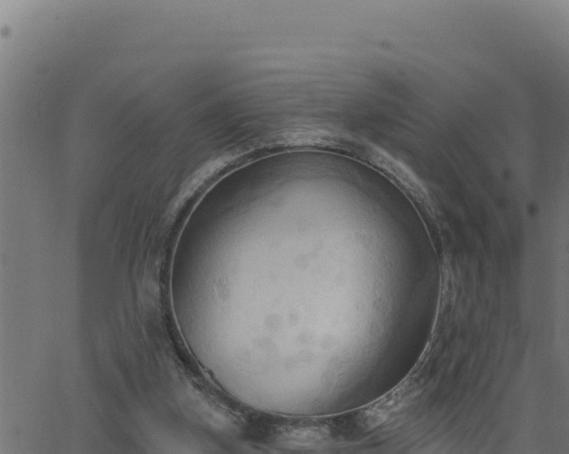 X0000062890155200601171522