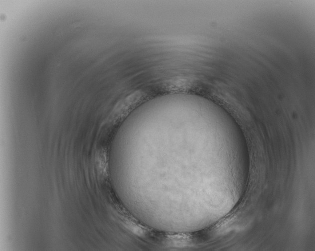 X0000062890240200601171521