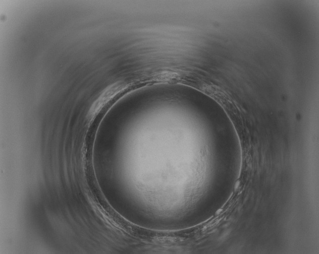 X0000062890242200601171521