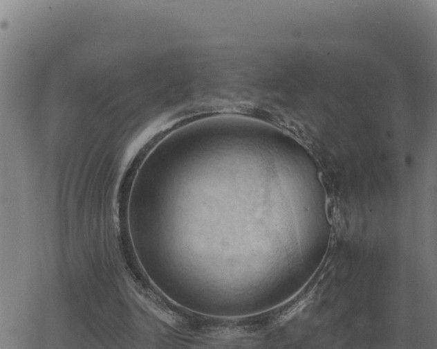 X0000062890246200601171521