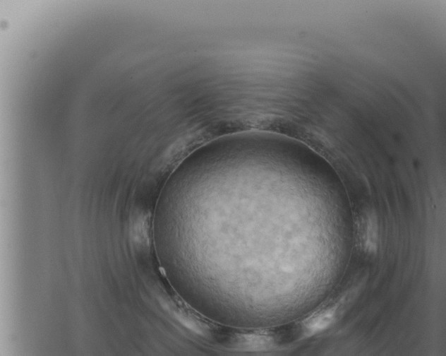 X0000062890286200601171521