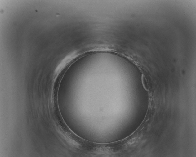 X0000062890296200601171520