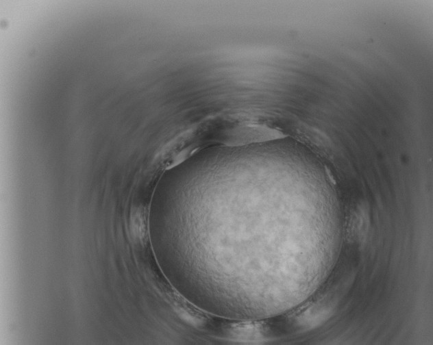 X0000062890335200601171520