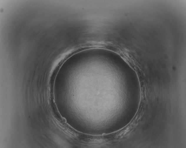 X0000062890342200601171519