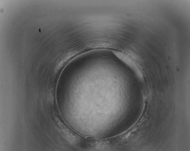 X0000062890345200601171519