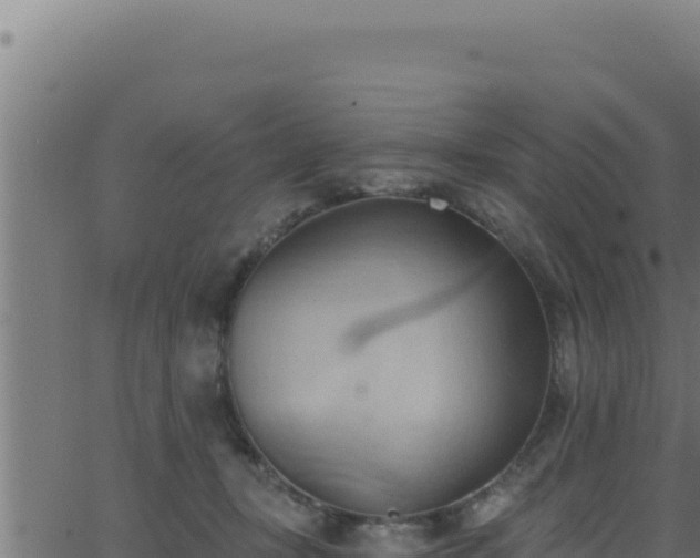 X0000062890367200601171519