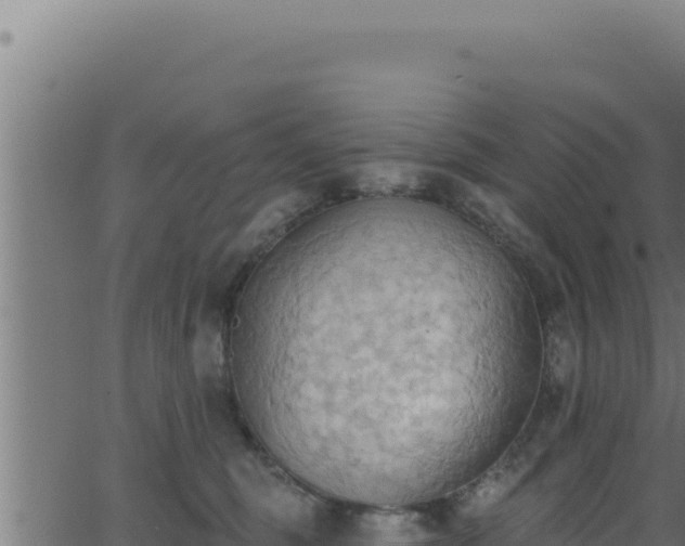 X0000062890375200601171520