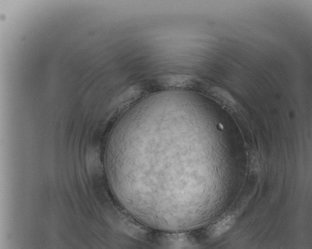 X0000062890377200601171520