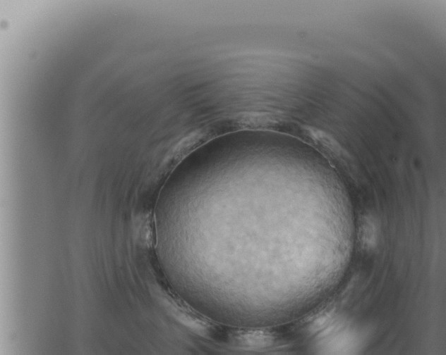 X0000062890383200601171520