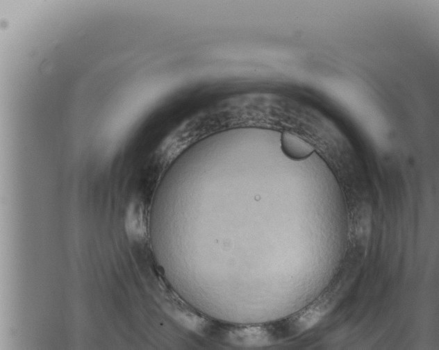 X0000062890431200601171518