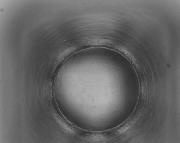 X0000062890445200601171518