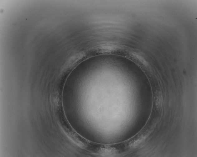 X0000062890455200601171518