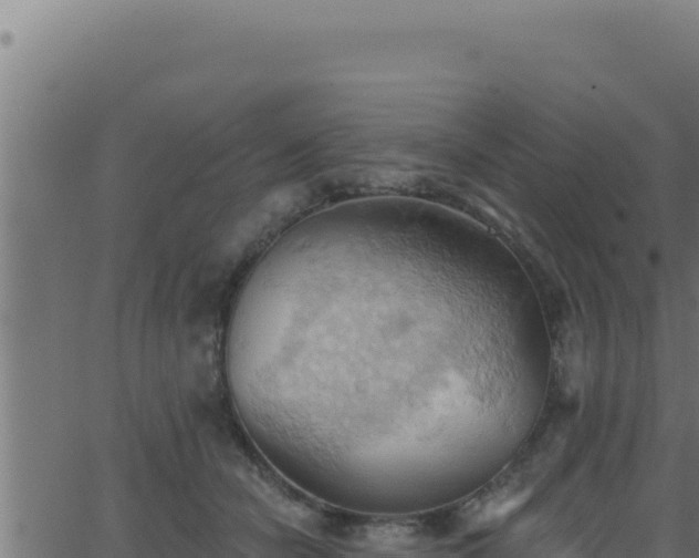 X0000062890462200601171518