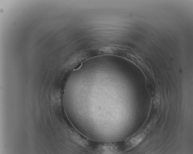 X0000062890466200601171518