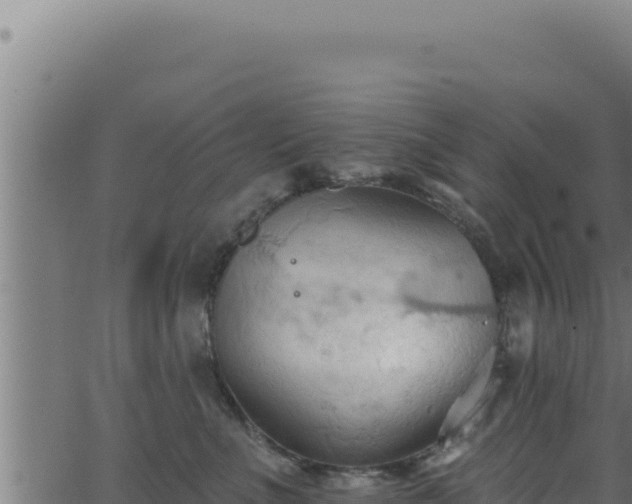 X0000062890523200601171517