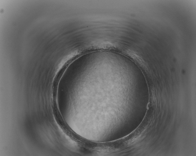 X0000062890630200601171514