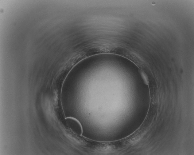 X0000062890646200601171514