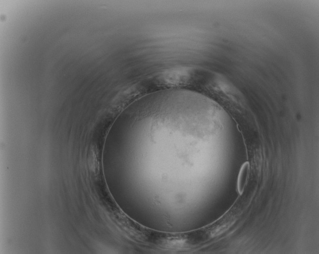 X0000062890651200601171515