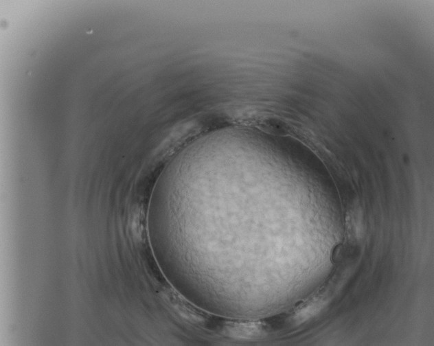 X0000062890671200601171515