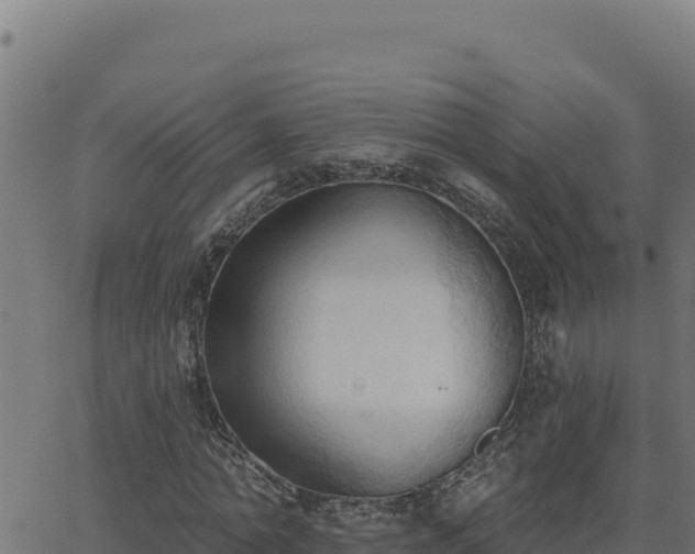 X0000062890774200601171512