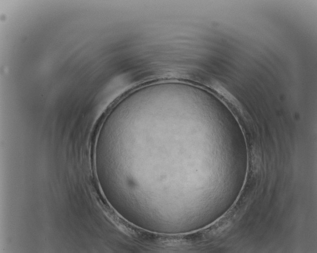 X0000062890886200601171511