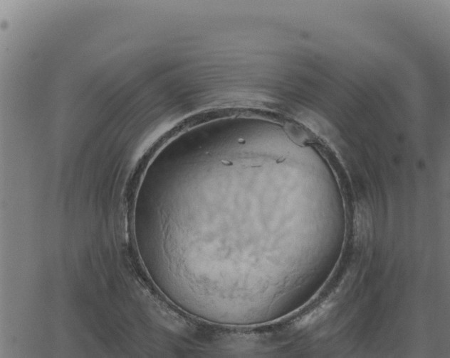 X0000062890925200601171509