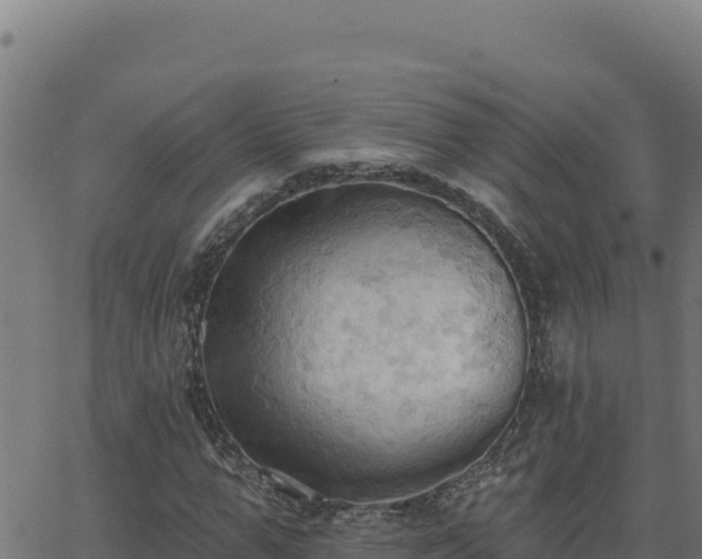 X0000062890967200601171509