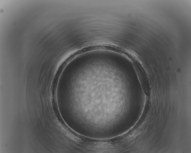 X0000062891024200601171508