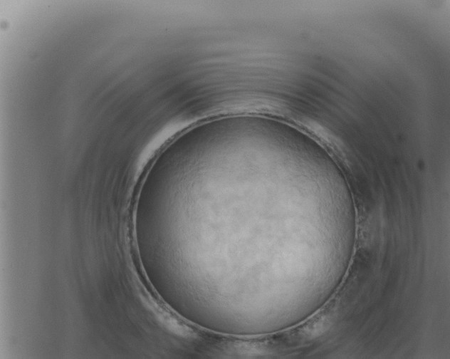 X0000062891086200601171507