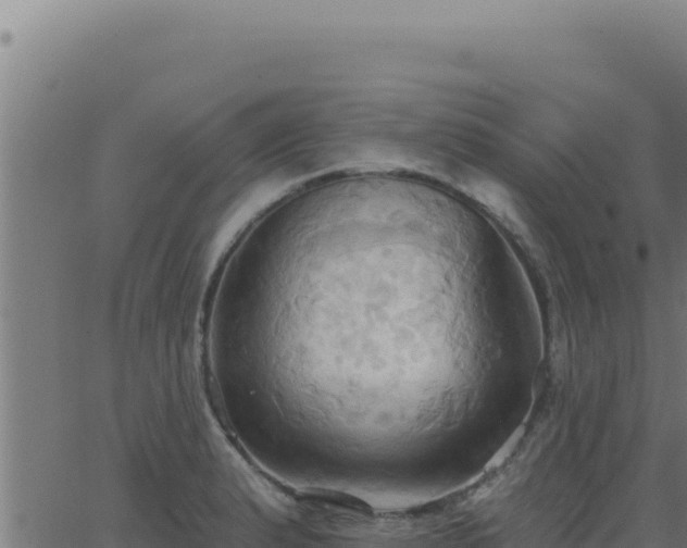 X0000062891183200601171505