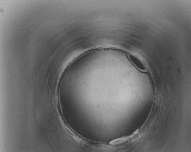 X0000062891191200601171505