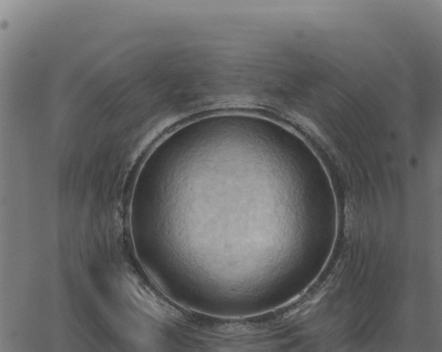 X0000062891212200601171505