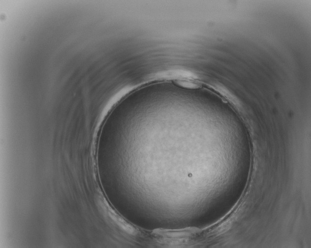 X0000062891248200601171505