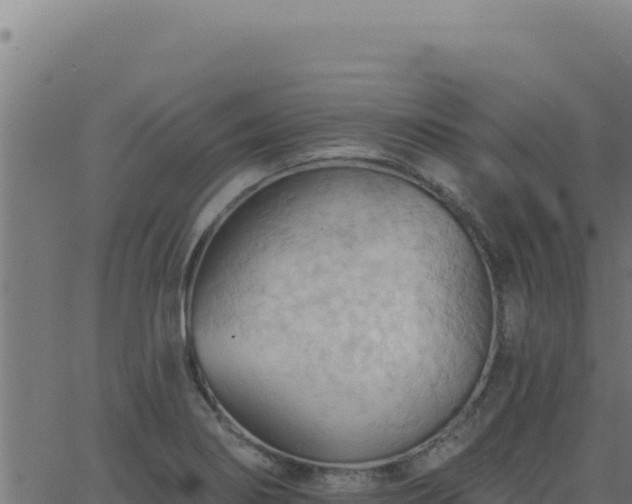 X0000062891274200601171504