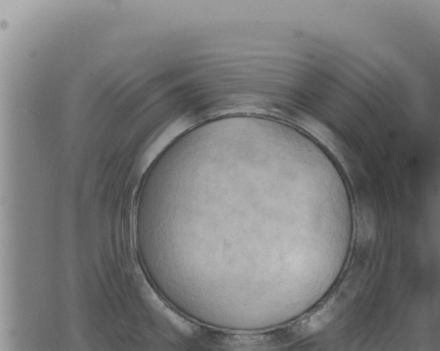 X0000062891290200601171504