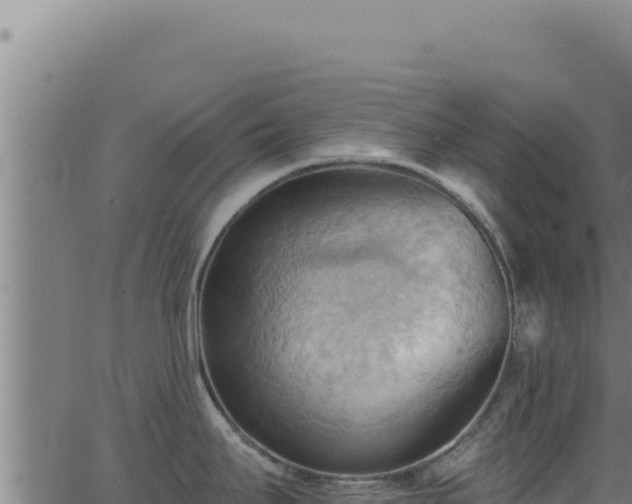 X0000062891295200601171504