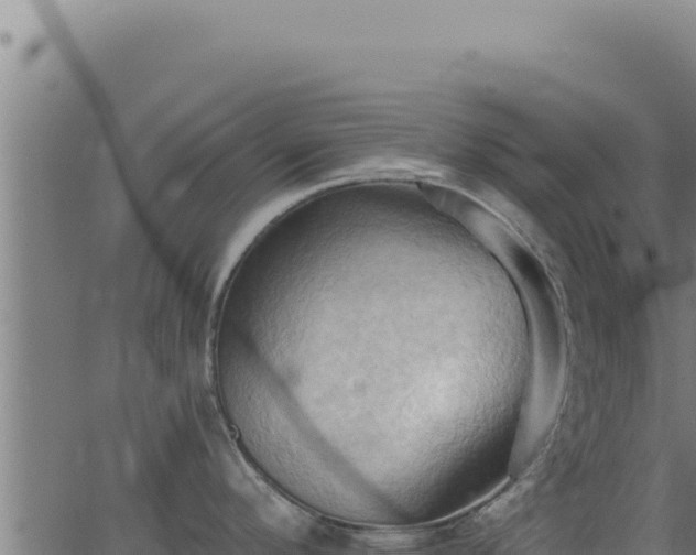 X0000062891296200601171504